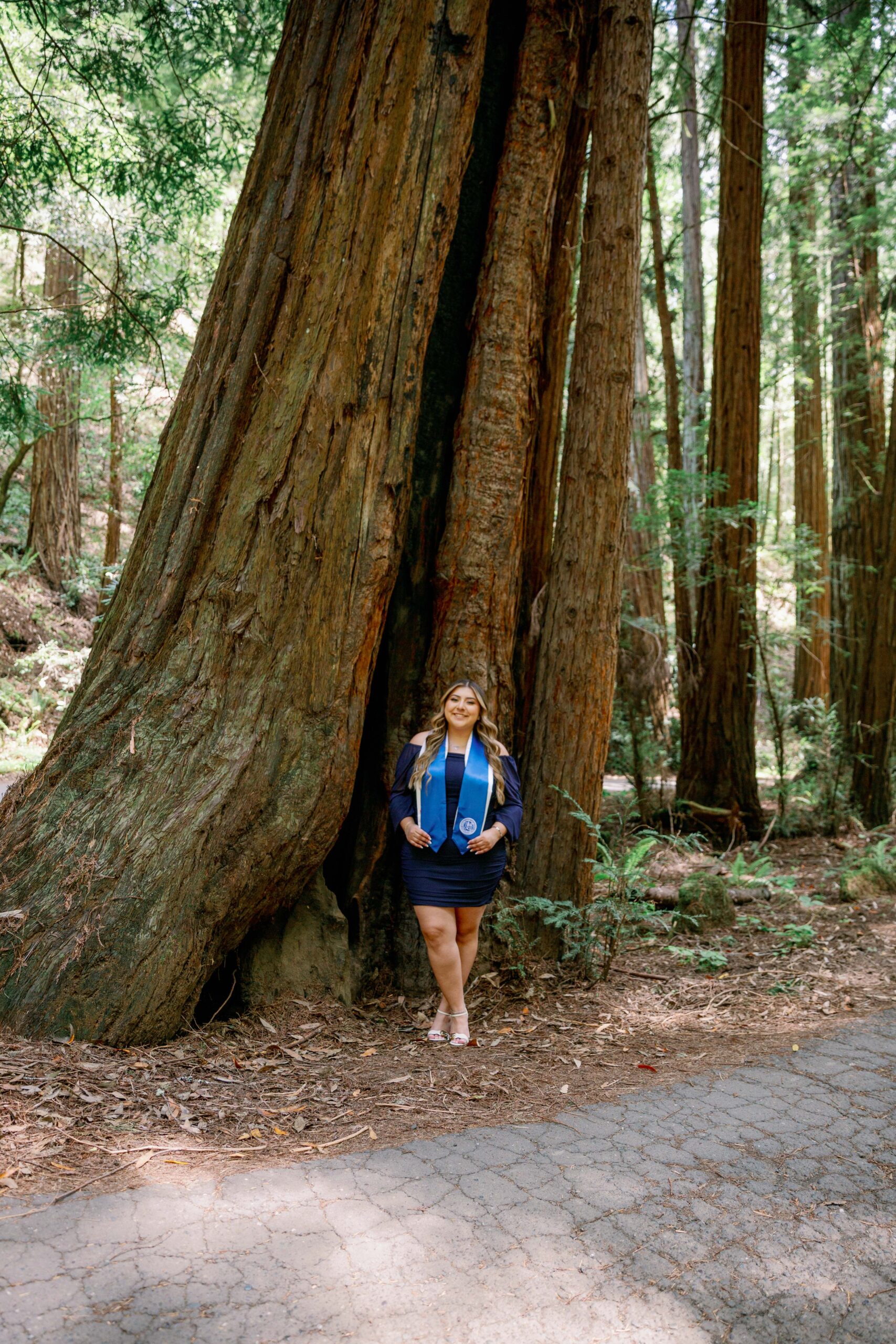 Sonoma Redwoods